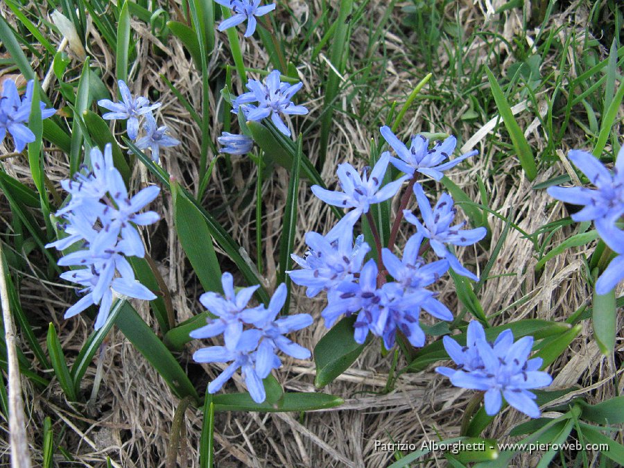 22  Chionodoxa sulla costa erbosa scendendo verso le Baite Basse.JPG